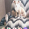 app_icons, armchair, brown_and_white, container, curious, cute, dog, google_search_bar, home, indoor, object, patterned_furniture, pet, puppy, screenshot, small_dog, smartphone_screen, table, wooden_paneling, zigzag_pattern