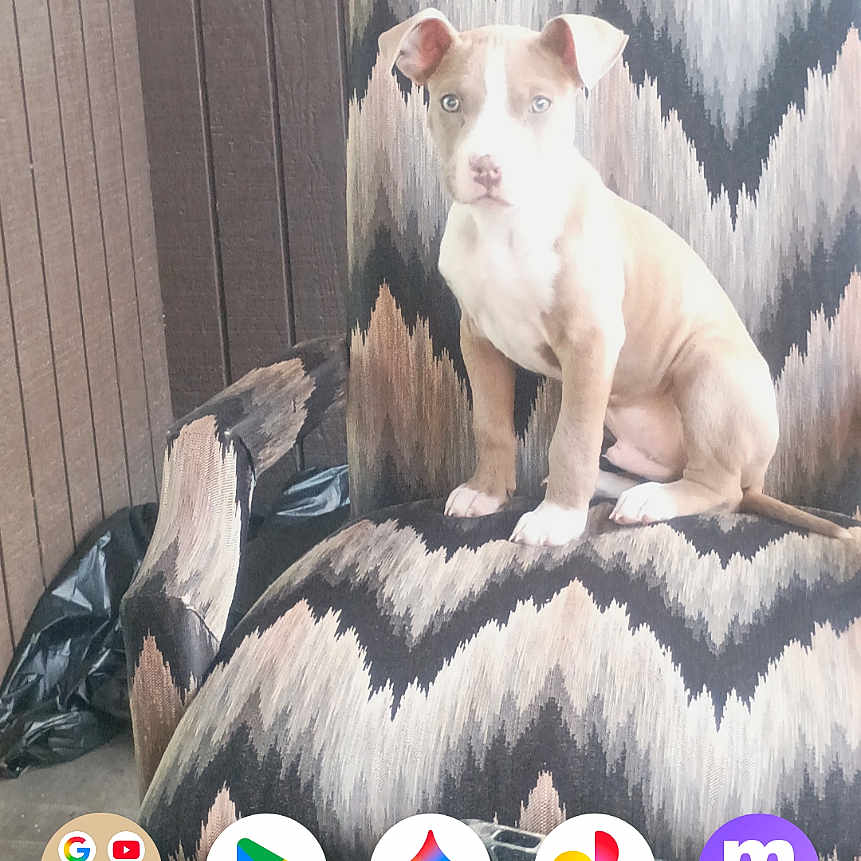 Chbbs is registered to the contest to win money with this photo: app_icons, armchair, brown_and_white, container, curious, cute, dog, google_search_bar, home, indoor, object, patterned_furniture, pet, puppy, screenshot, small_dog, smartphone_screen, table, wooden_paneling, zigzag_pattern