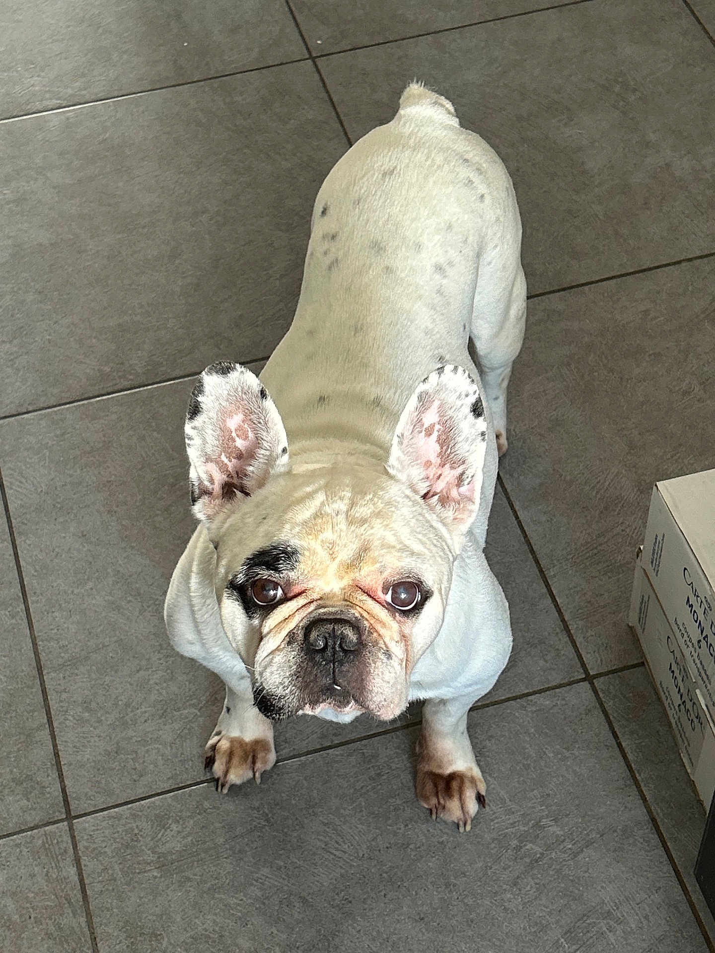 Marcus a rejoint le concours — aidez-le/la à gagner de superbes lots ! dog, french_bulldog, white_coat, black_spots, pet, animal, ears, face, eyes, floor, tile, box, indoor, looking_up, curious, standing, paw, nose, companion, closeup