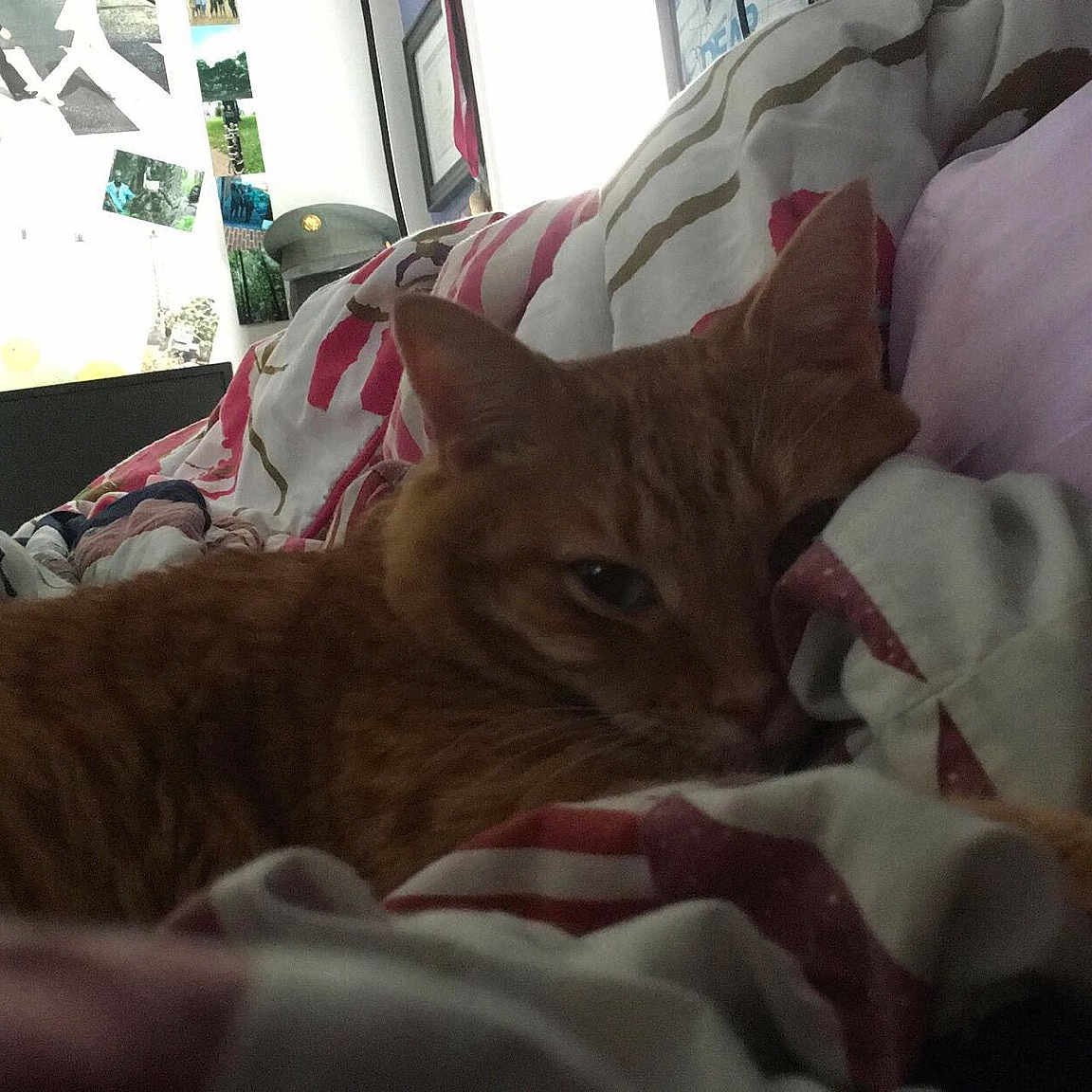 Leeroy Jenkins joined the competition — help win amazing prizes! carnivoran, cat, cat_like_mammal, domestic_short_haired_cat, kitten, mammal, small_to_medium_sized_cats, tabby_cat, vertebrate, whiskers