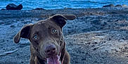Milo a rejoint le concours — aidez-le/la à gagner de superbes lots ! dog, brown_dog, beach, ocean, sand, sky, mountains, happy_dog, outdoor, water, nature, playful, canine, collar, animal, pet, tongue_out, summer, daytime, scenic