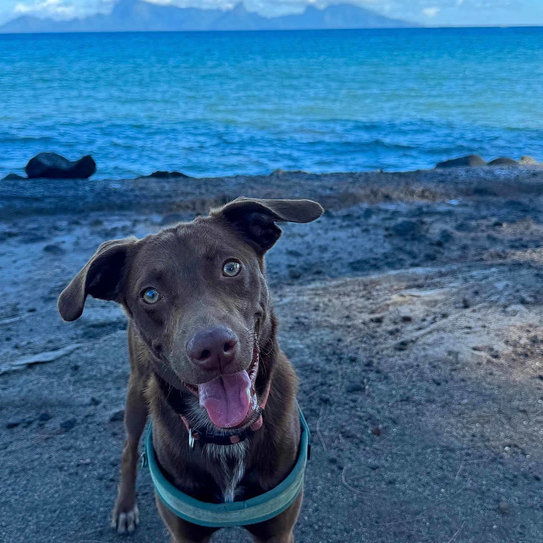 Milo a rejoint le concours — aidez-le/la à gagner de superbes lots ! animal, beach, brown_dog, canine, collar, daytime, dog, happy_dog, mountains, nature, ocean, outdoor, pet, playful, sand, scenic, sky, summer, tongue_out, water
