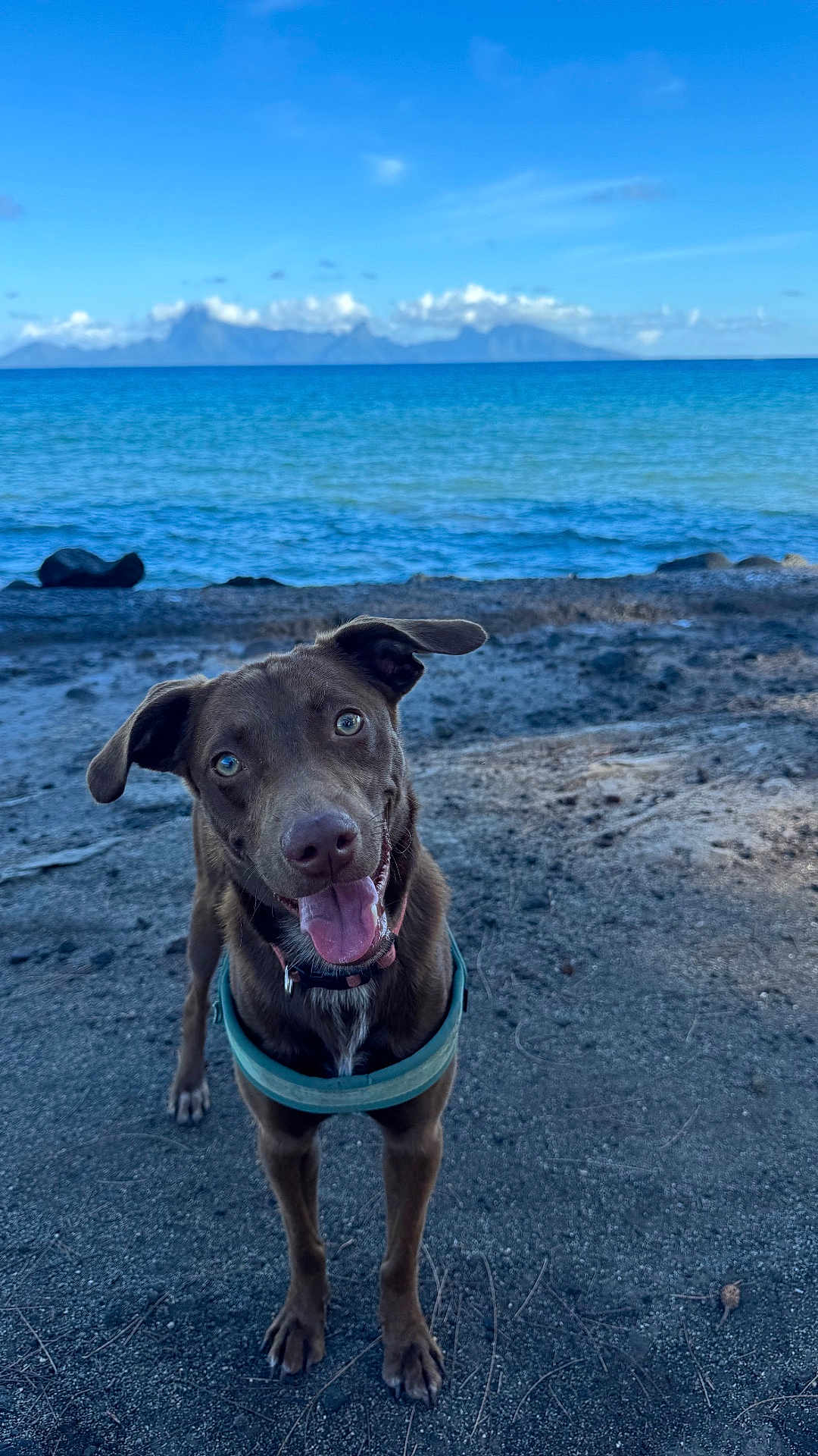 Milo