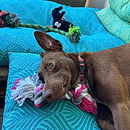 Milo participe au concours pour gagner de l'argent avec cette photo : dog, brown_dog, rope_toy, cushion, turquoise, patterned_fabric, indoor, wicker_chair, pet, relaxed, lying_down, collar, playful, cheerful, close_up, home, animal, toy, resting, cozy