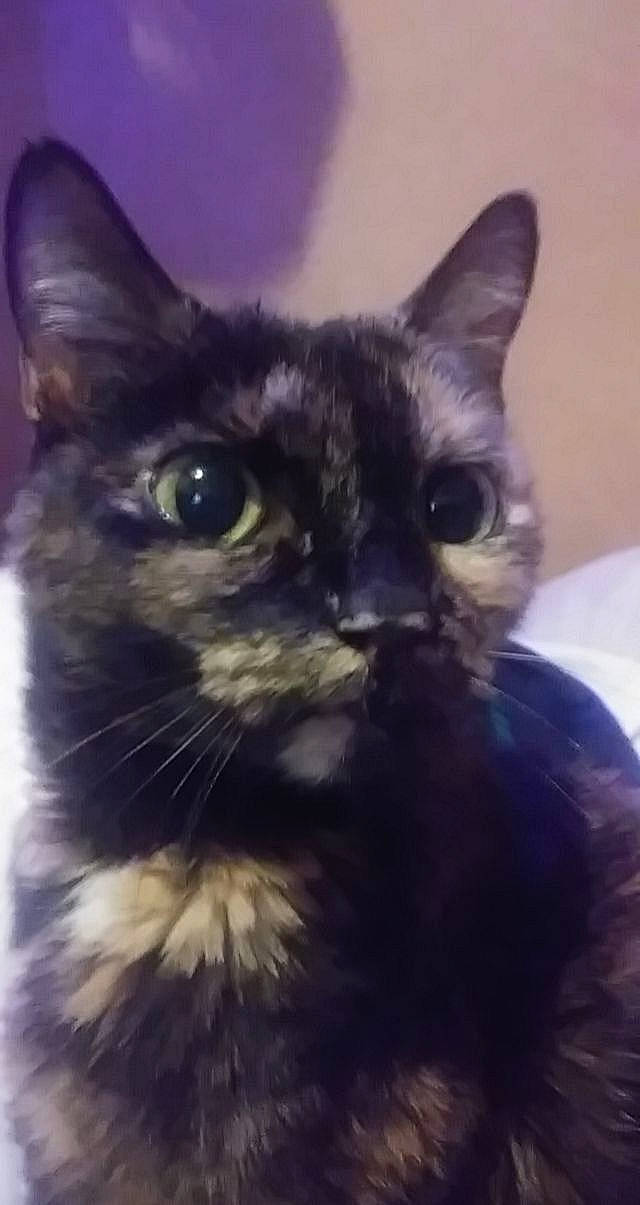 Gabby is registered to the contest to win money with this photo: black_cat, carnivore, cat, comfort, domestic_short_haired_cat, door, electric_blue, eye, felidae, fur, mammal, paw, small_to_medium_sized_cats, snout, square, tail, terrestrial_animal, vertebrate, whiskers, window