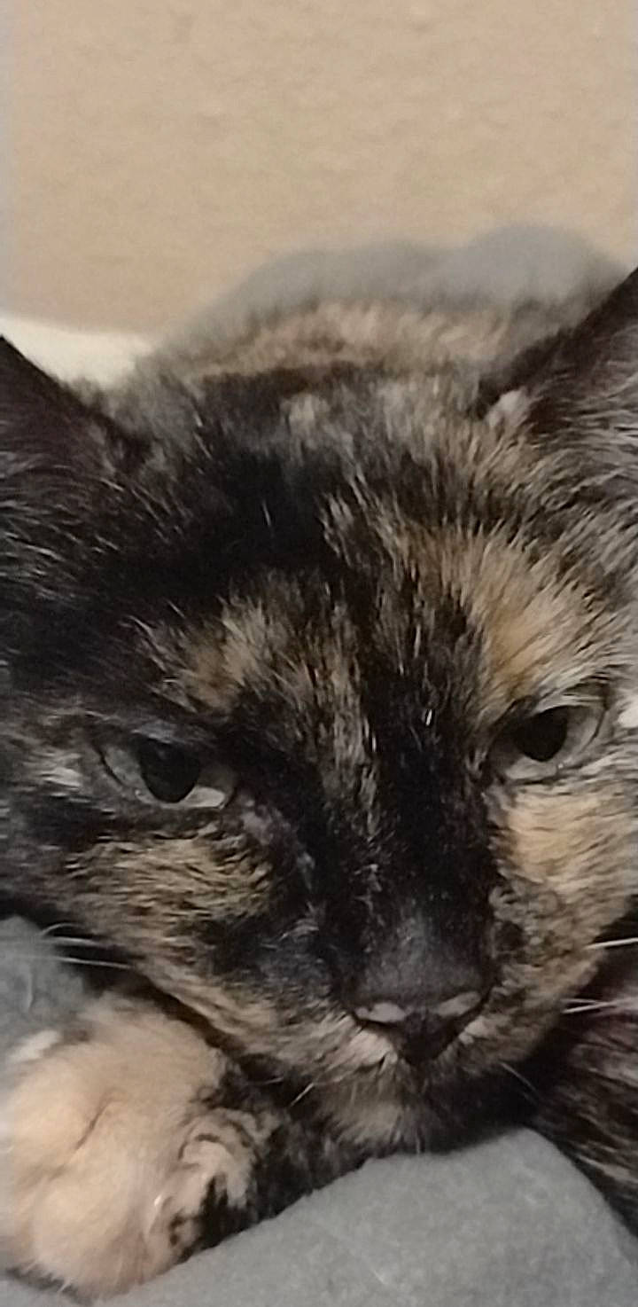 Gabby is registered to the contest to win money with this photo: carnivore, cat, cloud, comfort, felidae, fur, iris, paw, sky, small_to_medium_sized_cats, snout, terrestrial_animal, whiskers, wildlife