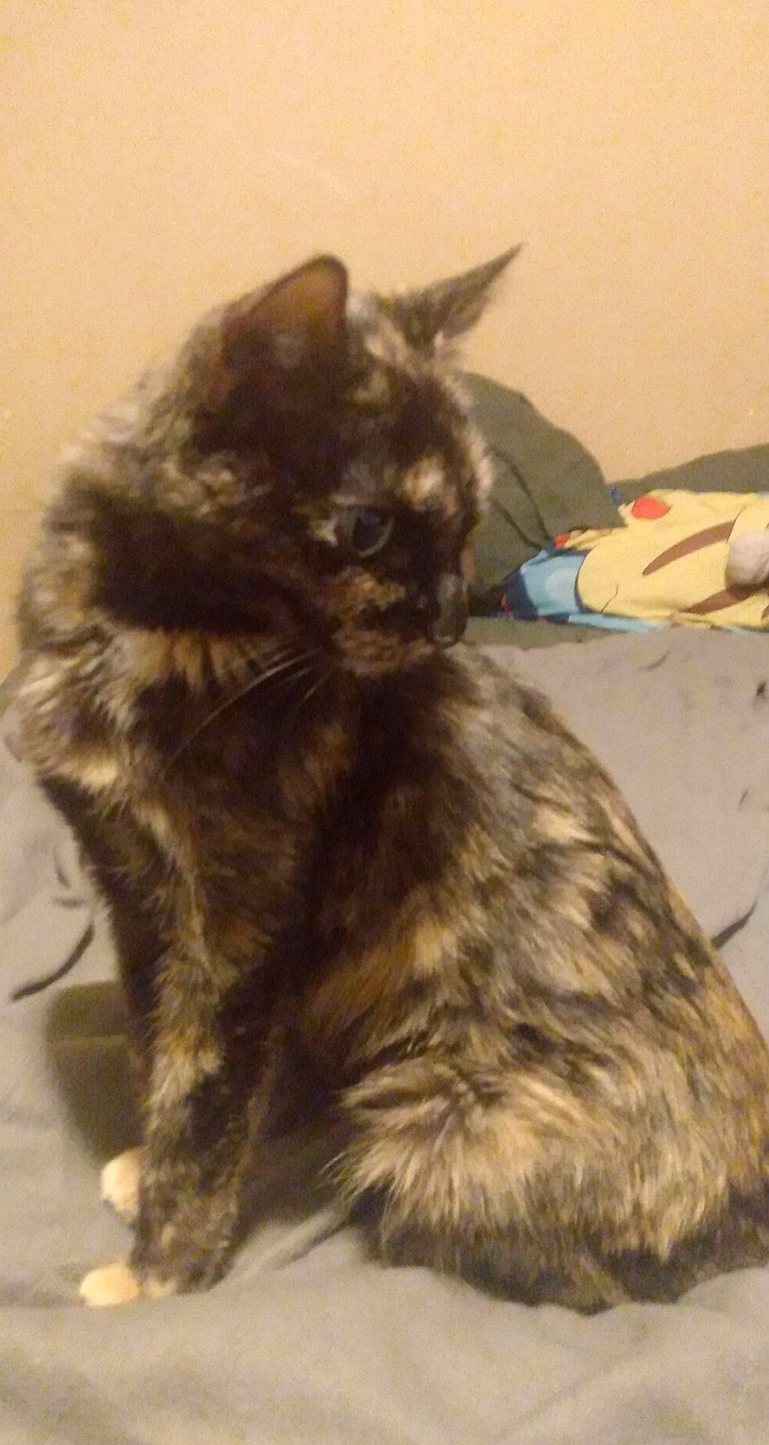 Gabby is registered to the contest to win money with this photo: black_cat, box, carnivore, cat, claw, comfort, domestic_short_haired_cat, ear, felidae, fur, paw, small_to_medium_sized_cats, snout, tail, terrestrial_animal, whiskers