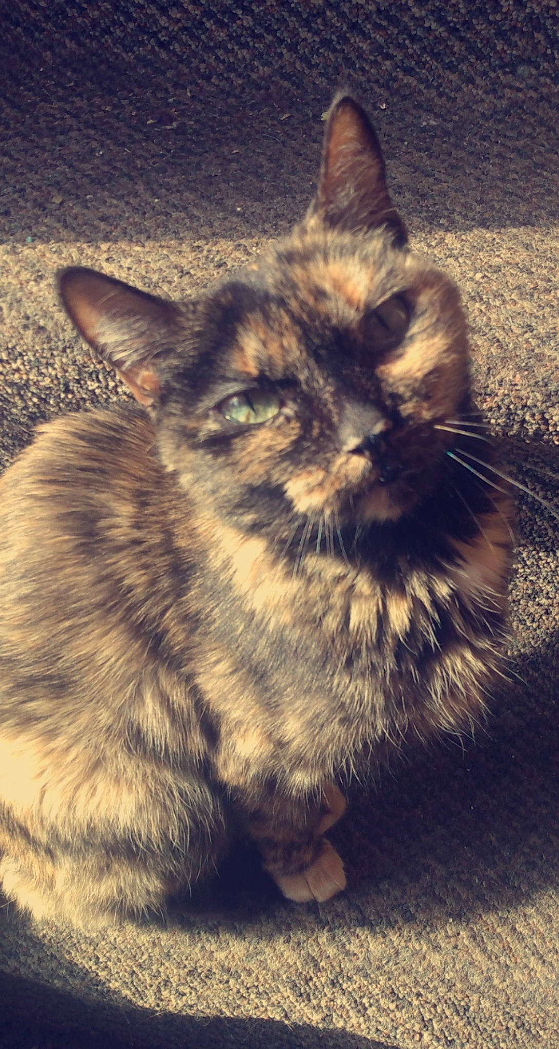 Gabby is registered to the contest to win money with this photo: carnivore, cat, cloud, domestic_short_haired_cat, felidae, fur, grass, meteorological_phenomenon, paw, shadow, sitting, sky, small_to_medium_sized_cats, snout, soil, square, tail, terrestrial_animal, whiskers, wildlife