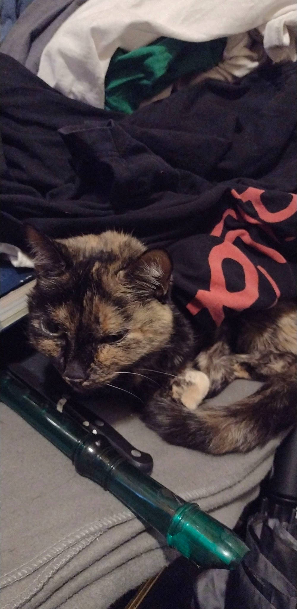 Gabby is registered to the contest to win money with this photo: bag, baggage, black_cat, carnivore, cat, cloud, comfort, domestic_short_haired_cat, felidae, fur, grey, lap, linens, luggage_and_bags, metal, paw, small_to_medium_sized_cats, suitcase, tail, whiskers