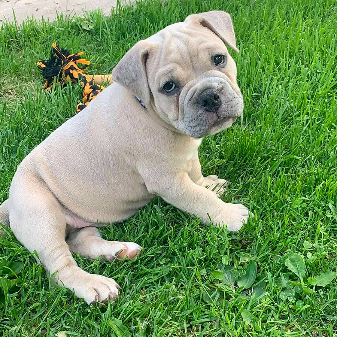 Nugget joined the competition — help win amazing prizes! ancient_dog_breeds, bulldog, carnivore, companion_dog, dog, dog_breed, dog_collar, fawn, grass, groundcover, lawn, molosser, plant, snout, sporting_group, terrestrial_animal, toy_dog, white_english_bulldog, working_animal, wrinkle