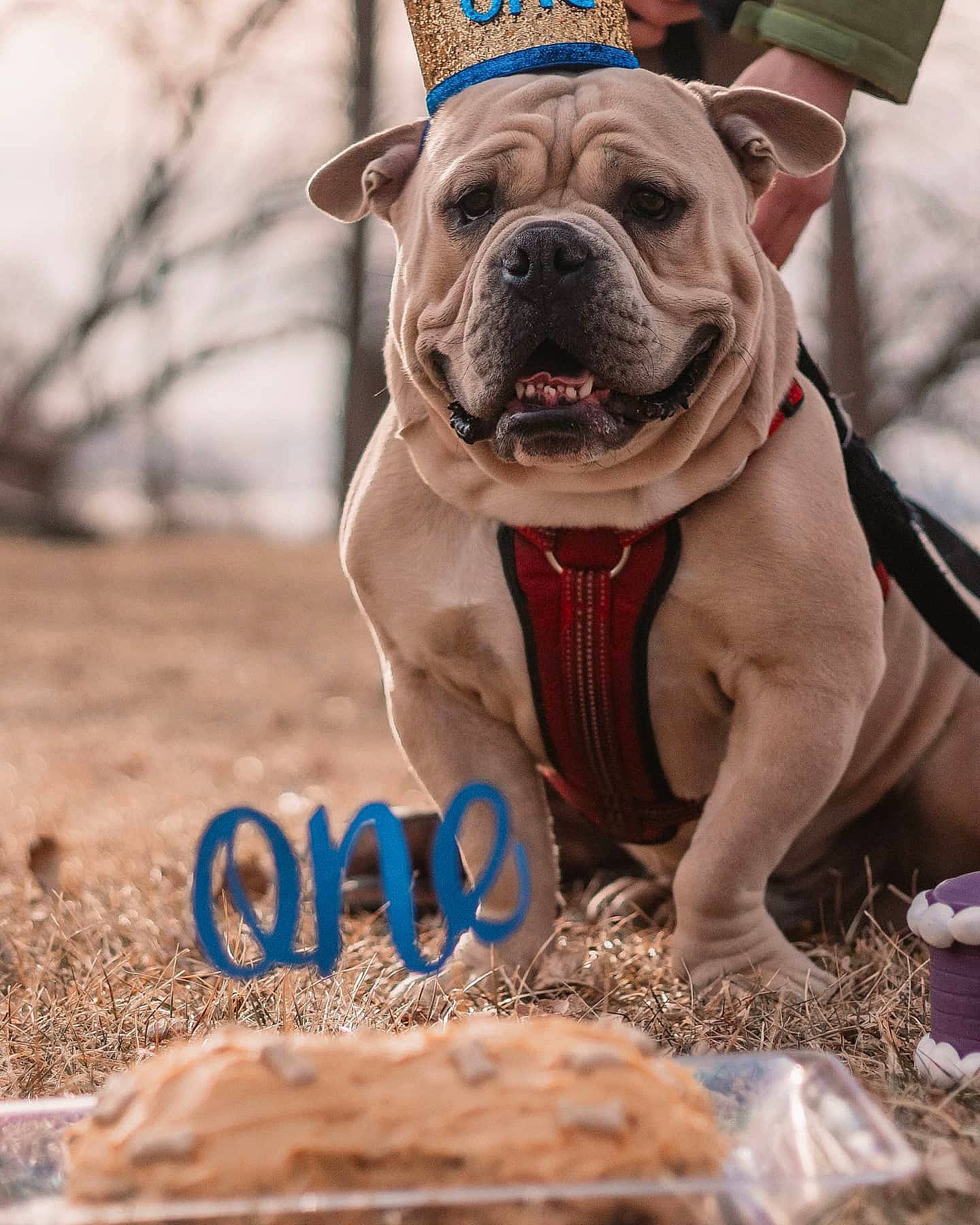 Nugget is registered to the contest to win money with this photo: adventure, bulldog, canidae, carnivore, companion_dog, dog, dog_breed, fawn, grass, landscape, non_sporting_group, photo_caption, photograph, photography, plant, snout, soil, sporting_group, working_dog, wrinkle