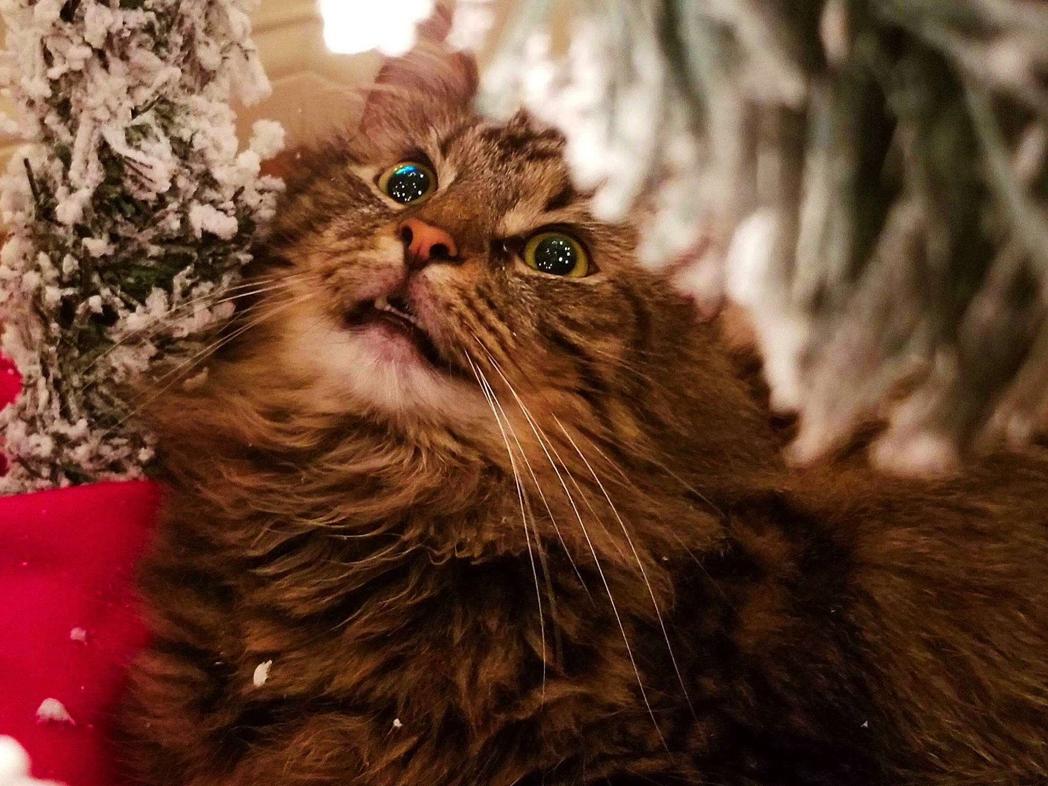 Fry joined the competition — help win amazing prizes! brown, carnivore, cat, conifer, domestic_long_haired_cat, fawn, felidae, fur, liver, pine, small_to_medium_sized_cats, snout, terrestrial_animal, whiskers