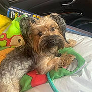 Cupcake joined the competition — help win amazing prizes! animal, black_nose, car_interior, colorful_pillow, companion, curious_look, cute, dog, ears, fluffy_fur, fur_texture, indoors, laying_down, pet, pillow, relaxed, resting, seat, small_dog, toy