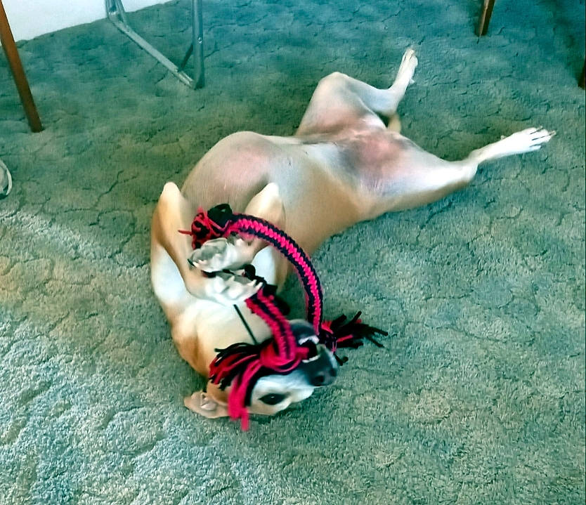 Queen is registered to the contest to win money with this photo: adventure, barefoot, carnivore, chest, companion_dog, dog, dog_breed, elbow, fashion_accessory, fawn, foot, grass, human_leg, knee, leisure, recreation, sporting_group, tail, thigh, trunk