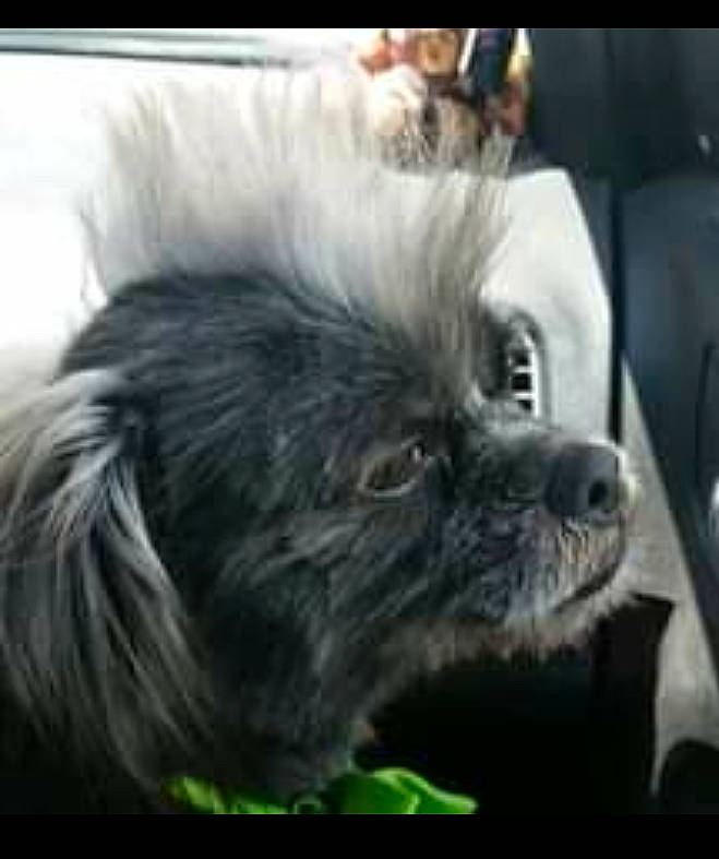 Max joined the competition — help win amazing prizes! affenpinscher, bolonka, canidae, carnivore, chinese_crested_dog, chinese_imperial_dog, companion_dog, dog, dog_breed, lhasa_apso, mammal, non_sporting_group, pekingese, pomeranian, puppy, shih_tzu, snout, sporting_group, tibetan_spaniel, toy_dog