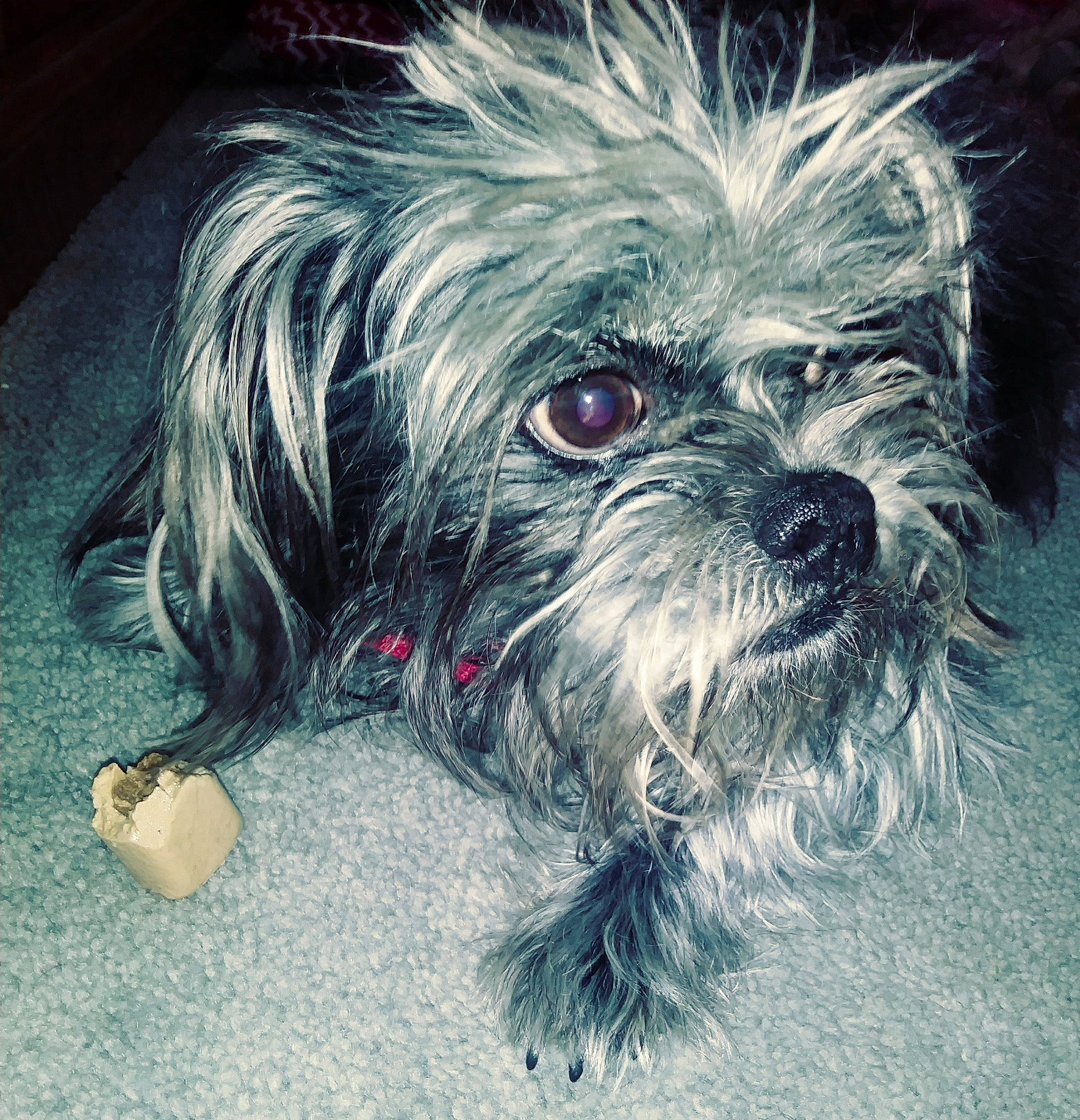 Max is registered to the contest to win money with this photo: affenpinscher, bolonka, canidae, carnivore, chinese_imperial_dog, companion_dog, dog, dog_breed, lhasa_apso, lowchen, maltese, mammal, morkie, pekapoo, puppy, rare_breed_dog, schnoodle, shih_tzu, snout, toy_dog