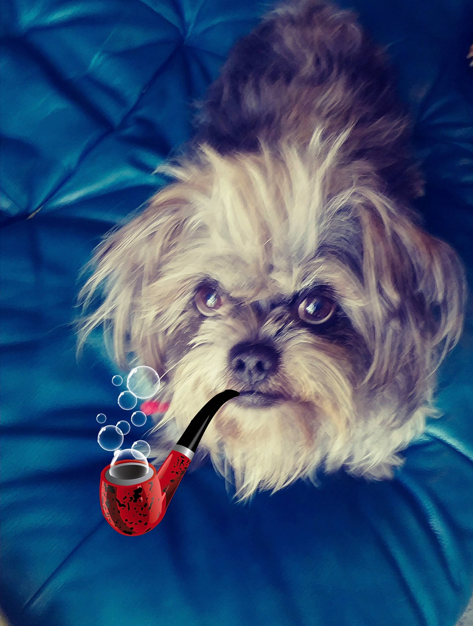 Max is registered to the contest to win money with this photo: affenpinscher, bolonka, canidae, carnivore, chinese_imperial_dog, companion_dog, dog, dog_breed, griffon_bruxellois, lhasa_apso, lowchen, maltepoo, morkie, pekapoo, puppy, schnoodle, shih_tzu, sporting_group, toy_dog, yorkshire_terrier