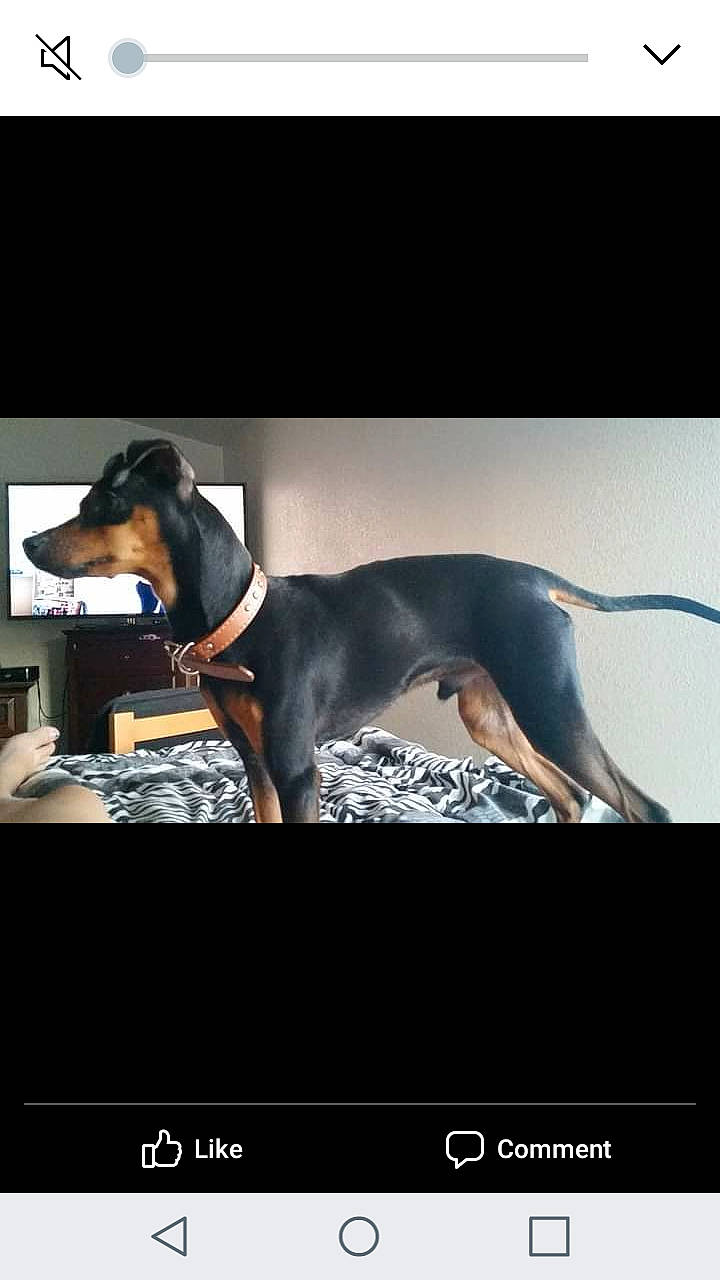 Titus joined the competition — help win amazing prizes! canidae, carnivore, companion_dog, dachshund, dog, dog_breed, mammal, manchester_terrier, vertebrate, working_dog