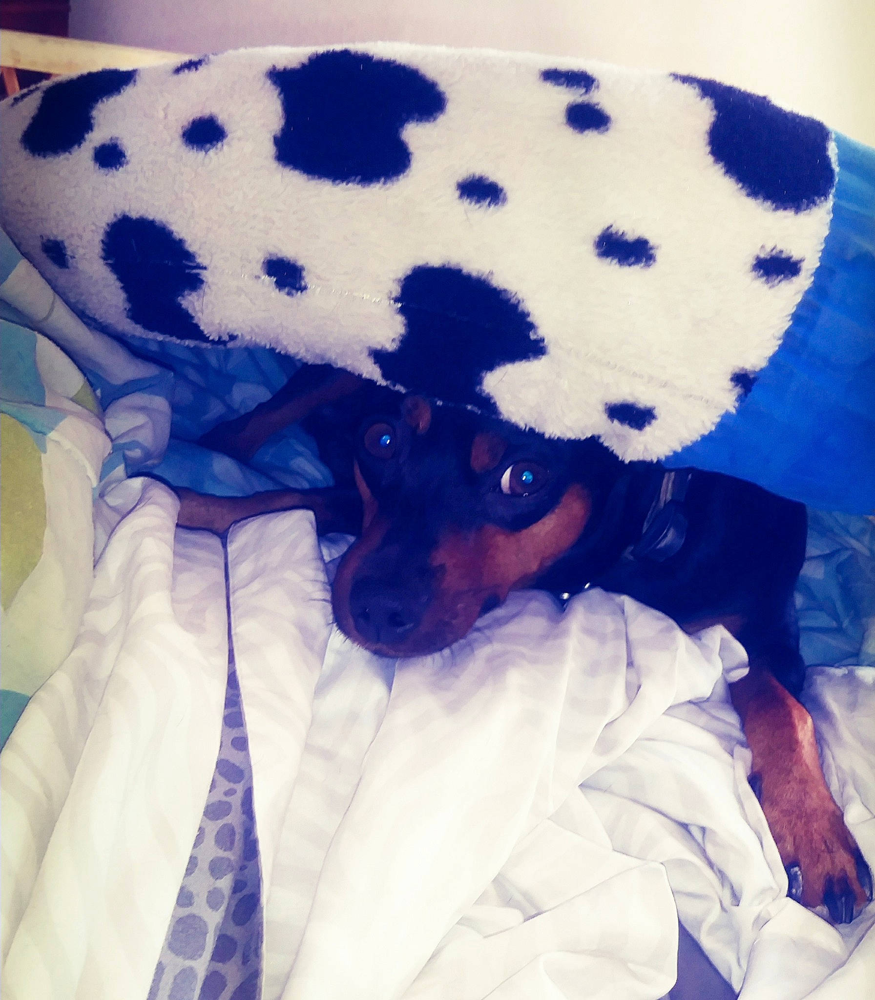 Titus is registered to the contest to win money with this photo: blue, canidae, carnivore, companion_dog, dalmatian, dog, dog_breed, fur, non_sporting_group, puppy, snout