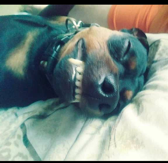 Titus joined the competition — help win amazing prizes! canidae, carnivore, companion_dog, dog, dog_breed, nap, nose, puppy, puppy_love, sleep, snout, sporting_group