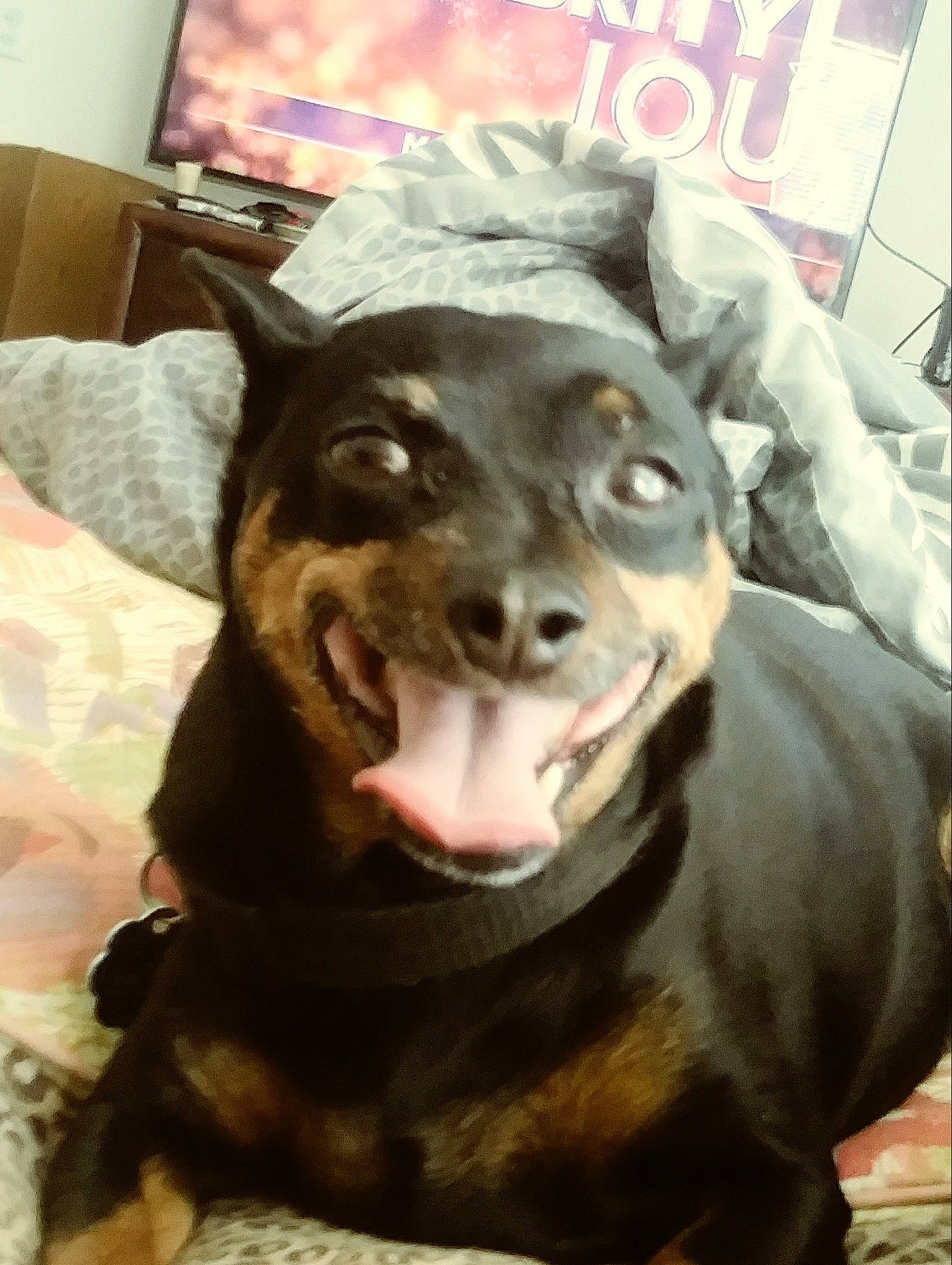 Mac is registered to the contest to win money with this photo: american_pit_bull_terrier, canidae, carnivore, dog, dog_breed, ear, facial_expression, guard_dog, jaw, nose, photo_caption, selfie, smile, snout, sporting_group, whiskers