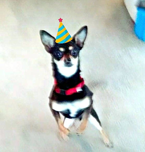 Durango is registered to the contest to win money with this photo: canidae, carnivore, chihuahua, corgi_chihuahua, dog, dog_breed, dog_clothes, english_toy_terrier, mammal, miniature_fox_terrier, miniature_pinscher, prazsky_krysarik, rat_terrier, russkiy_toy, snout, tenterfield_terrier, toy_dog, toy_fox_terrier, toy_manchester_terrier, vertebrate