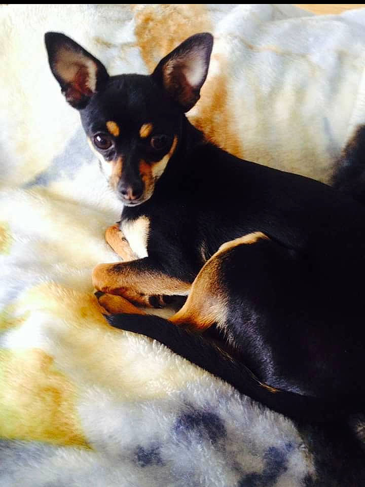 Durango joined the competition — help win amazing prizes! canidae, carnivore, chihuahua, dog, dog_breed, english_toy_terrier, german_pinscher, mammal, manchester_terrier, miniature_pinscher, pinscher, prazsky_krysarik, puppy, russkiy_toy, snout, teddy_roosevelt_terrier, toy_dog, toy_fox_terrier, toy_manchester_terrier, vertebrate