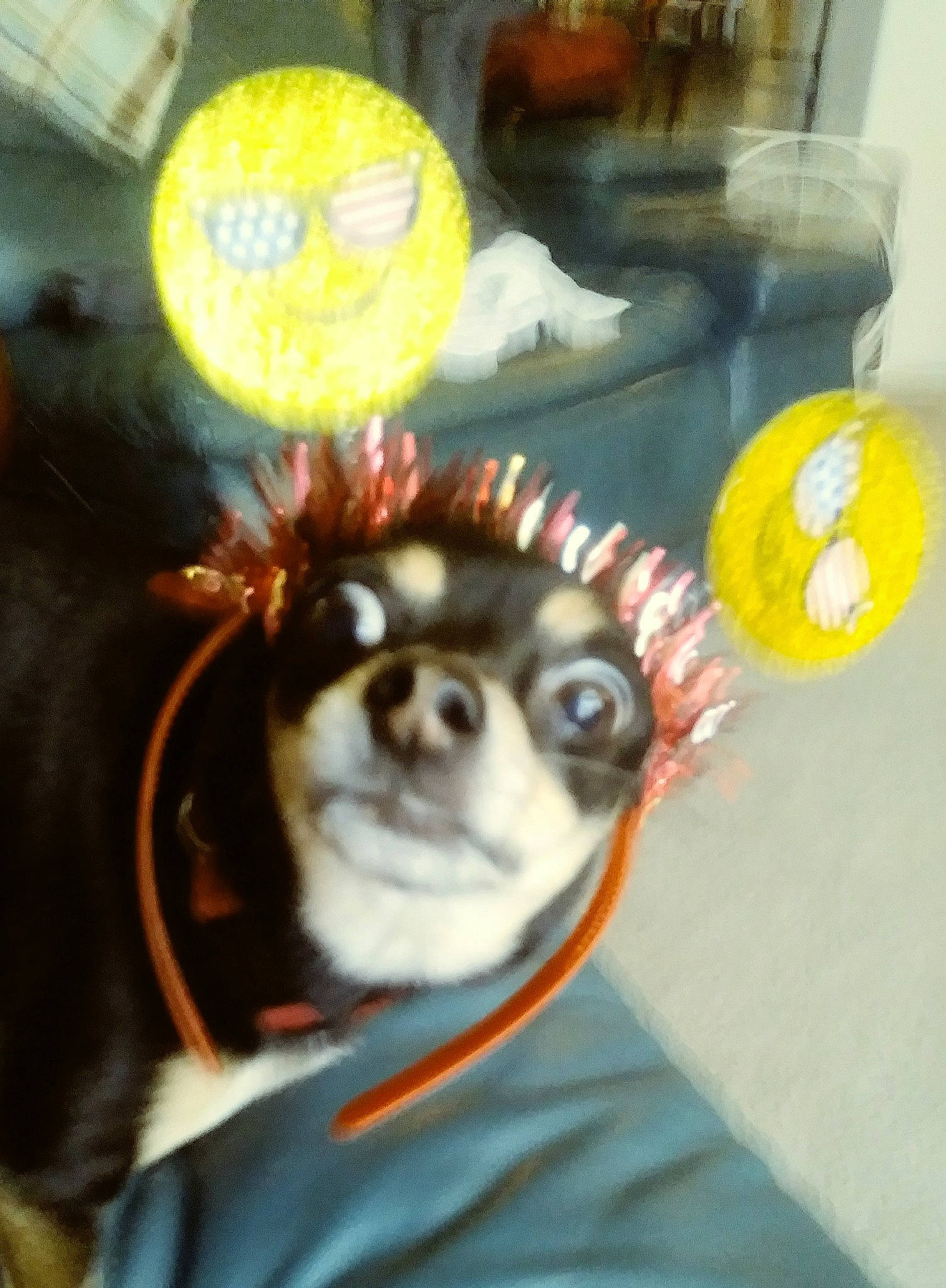 Durango joined the competition — help win amazing prizes! canidae, carnivore, cavalier_king_charles_spaniel, companion_dog, dog, dog_breed, puppy, snout, sporting_group, toy_dog