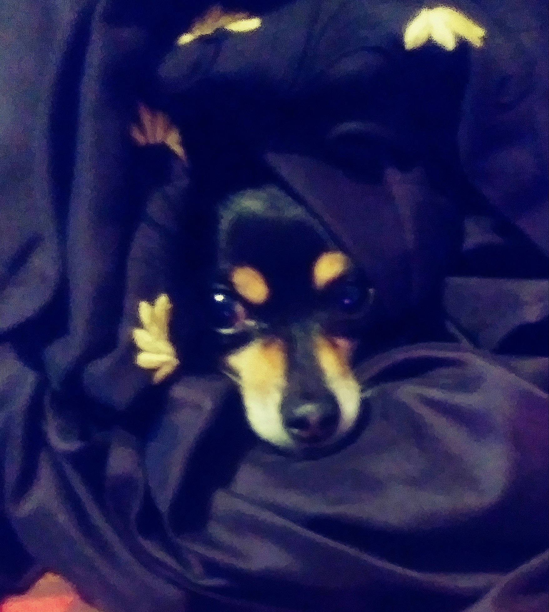 Durango is registered to the contest to win money with this photo: canidae, carnivore, companion_dog, dog, dog_breed, fictional_character, guard_dog, miniature_pinscher, puppy, snout