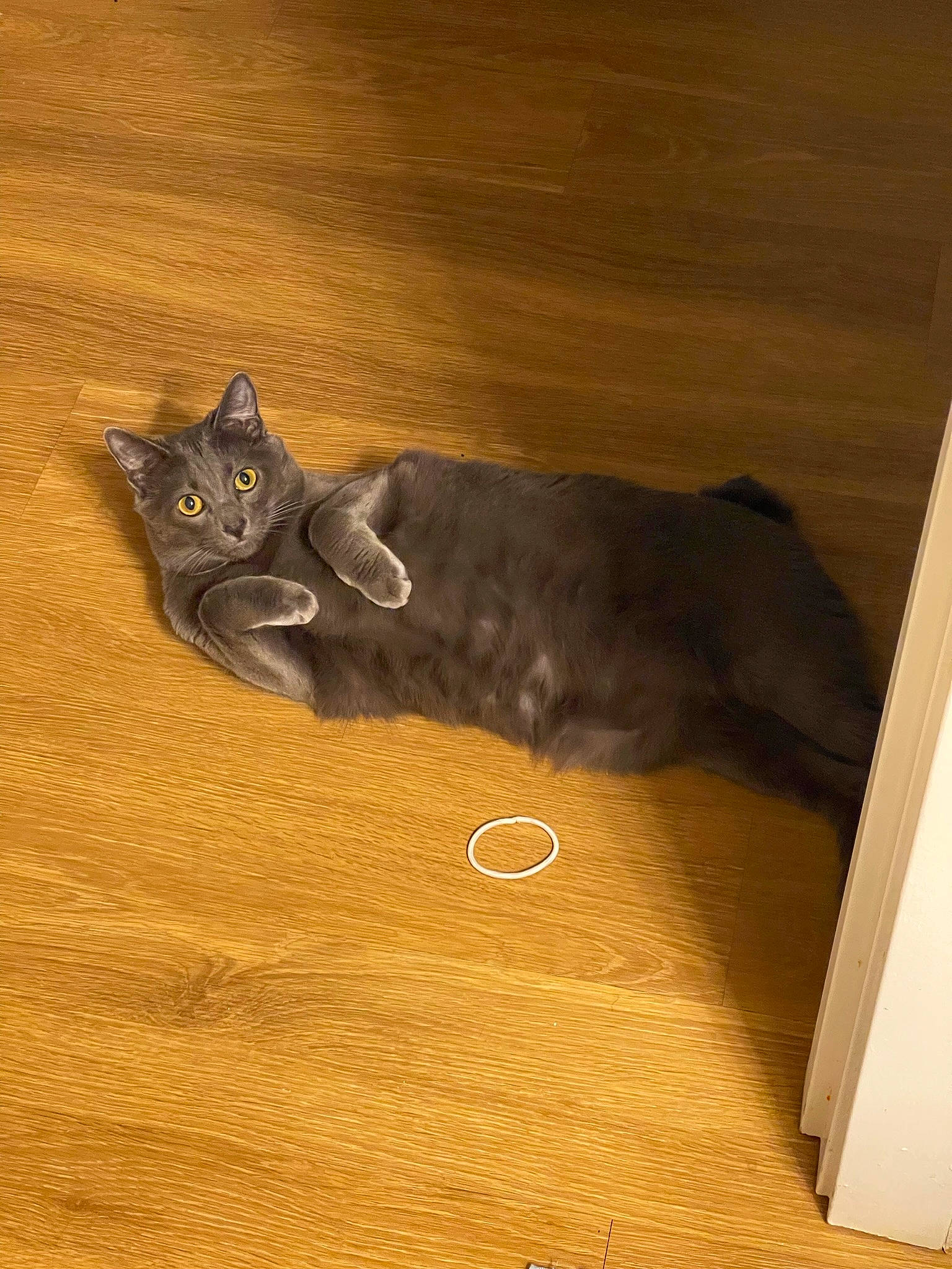 Tulip is registered to the contest to win money with this photo: black_cat, brown, carnivore, cat, cat_toy, domestic_short_haired_cat, fawn, felidae, flooring, grey, hardwood, laminate_flooring, paw, plywood, small_to_medium_sized_cats, tail, whiskers, wood, wood_flooring, wood_stain