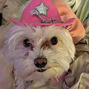 Leia joined the competition — help win amazing prizes! animal, blanket, cowboy_hat, cozy, cute, dog, eyes, face, fluffy, fur, hat, indoors, nose, pet, pink, portrait, relaxed, small_dog, star, white
