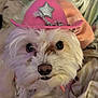 animal, blanket, cowboy_hat, cozy, cute, dog, eyes, face, fluffy, fur, hat, indoors, nose, pet, pink, portrait, relaxed, small_dog, star, white
