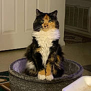 Bebe is registered to the contest to win money with this photo: cat, calico, pet_bed, indoor, feline, fur, sitting, door, vent, household, cozy, animal, domestic, whiskers, paws, looking, expression, floor, carpet, quiet