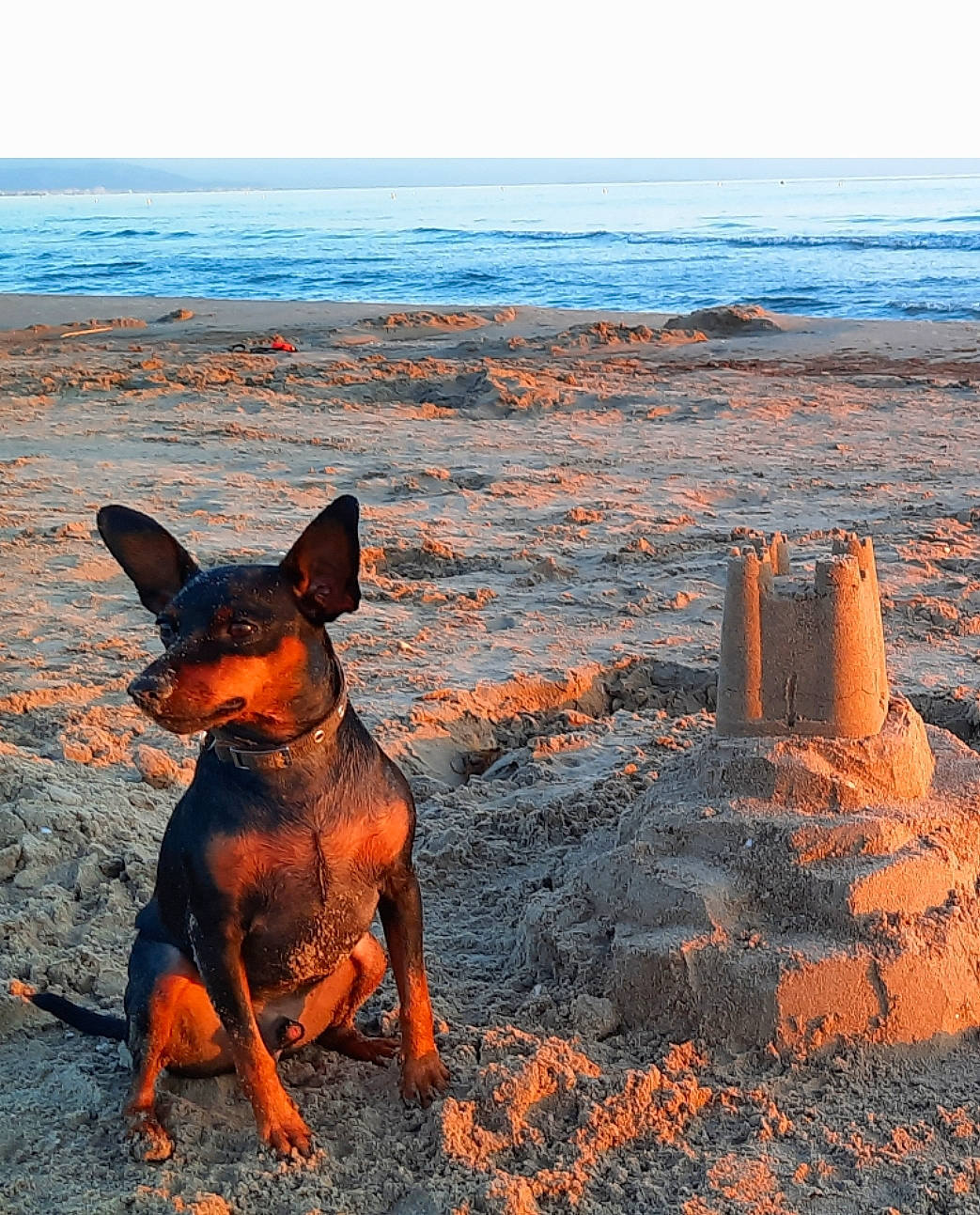 Woody participe au concours pour gagner de l'argent avec cette photo : beach, canidae, carnivore, dog, dog_breed, ecoregion, fawn, fun, grass, horizon, landscape, ocean, people_in_nature, rock, sky, snout, soil, sporting_group, water, wood