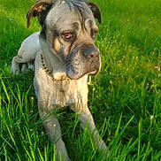 Ronaldo a rejoint le concours — aidez-le/la à gagner de superbes lots ! dog, grass, outdoor, sunlight, pond, chain_collar, pet, canine, nature, greenery, animal, mammal, laying_down, daylight, closeup, portrait, calm, relaxed, field, summer