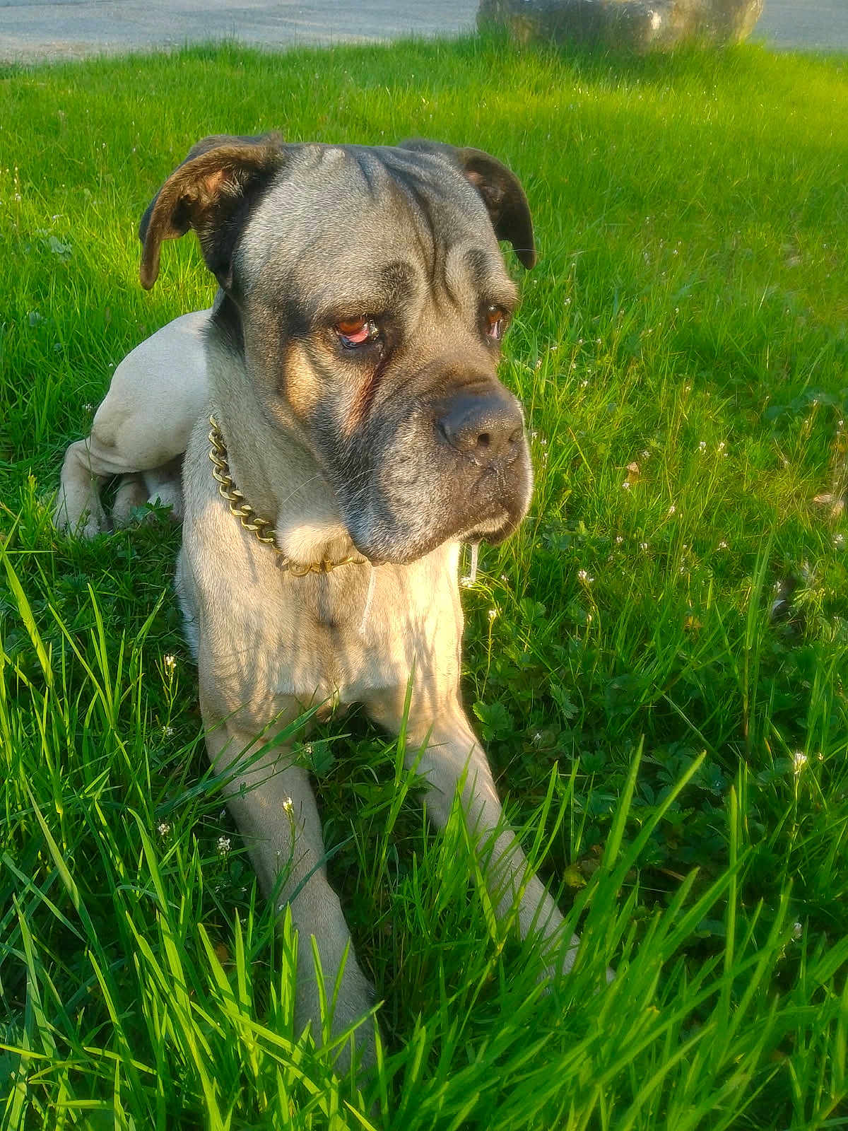 Ronaldo a rejoint le concours — aidez-le/la à gagner de superbes lots ! dog, grass, outdoor, sunlight, pond, chain_collar, pet, canine, nature, greenery, animal, mammal, laying_down, daylight, closeup, portrait, calm, relaxed, field, summer