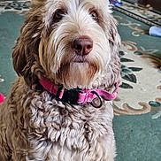 Bella joined the competition — help win amazing prizes! dog, pet, curly_fur, pink_collar, indoor, carpet, brown, white, fluffy, animal, canine, portrait, sitting, close_up, cute, domestic, companion, fur, eyes, nose