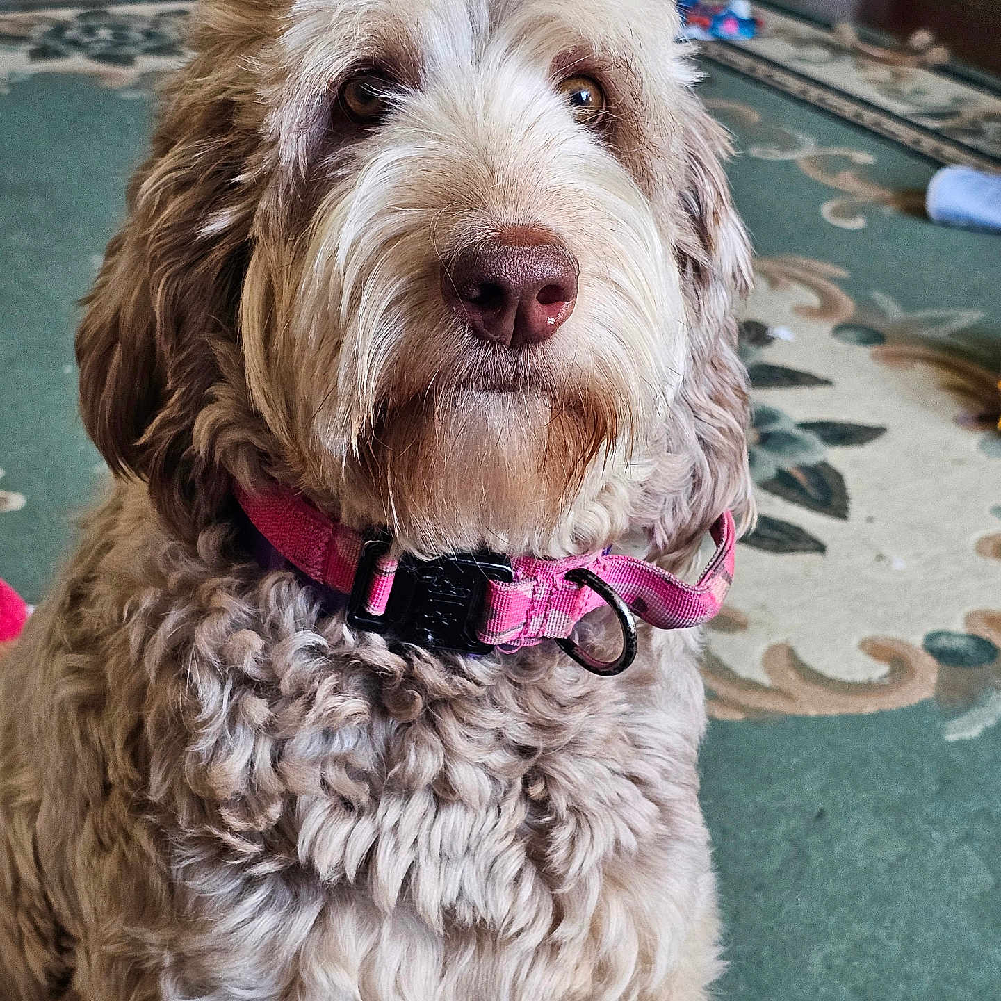 Bella
