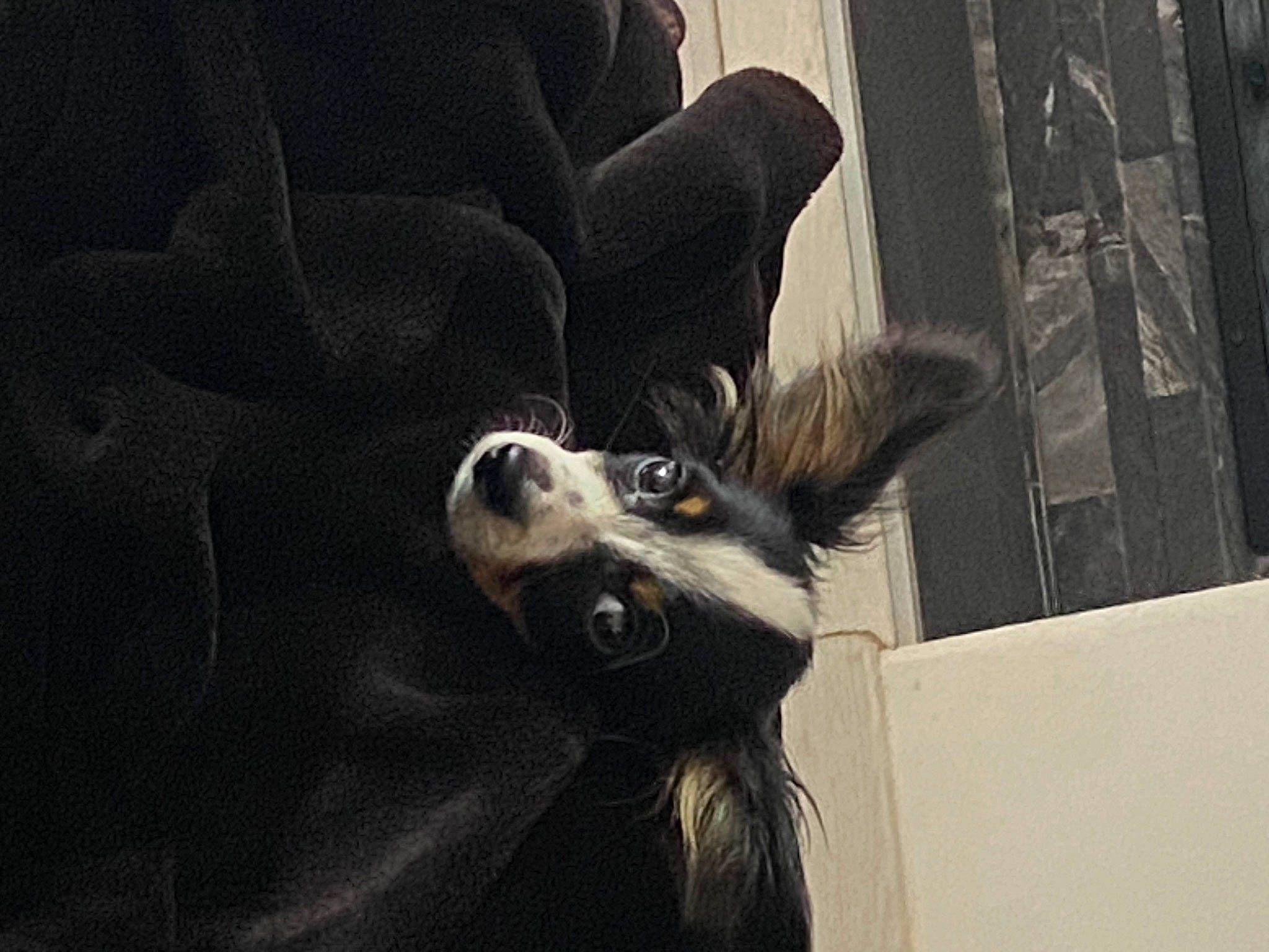 Ugo a rejoint le concours — aidez-le/la à gagner de superbes lots ! canidae, carnivore, companion_dog, dog, dog_breed, eyewear, fawn, fur, gesture, grey, jaw, monochrome, snout, sporting_group, sunglasses, toy_dog, whiskers, window, wing, working_animal