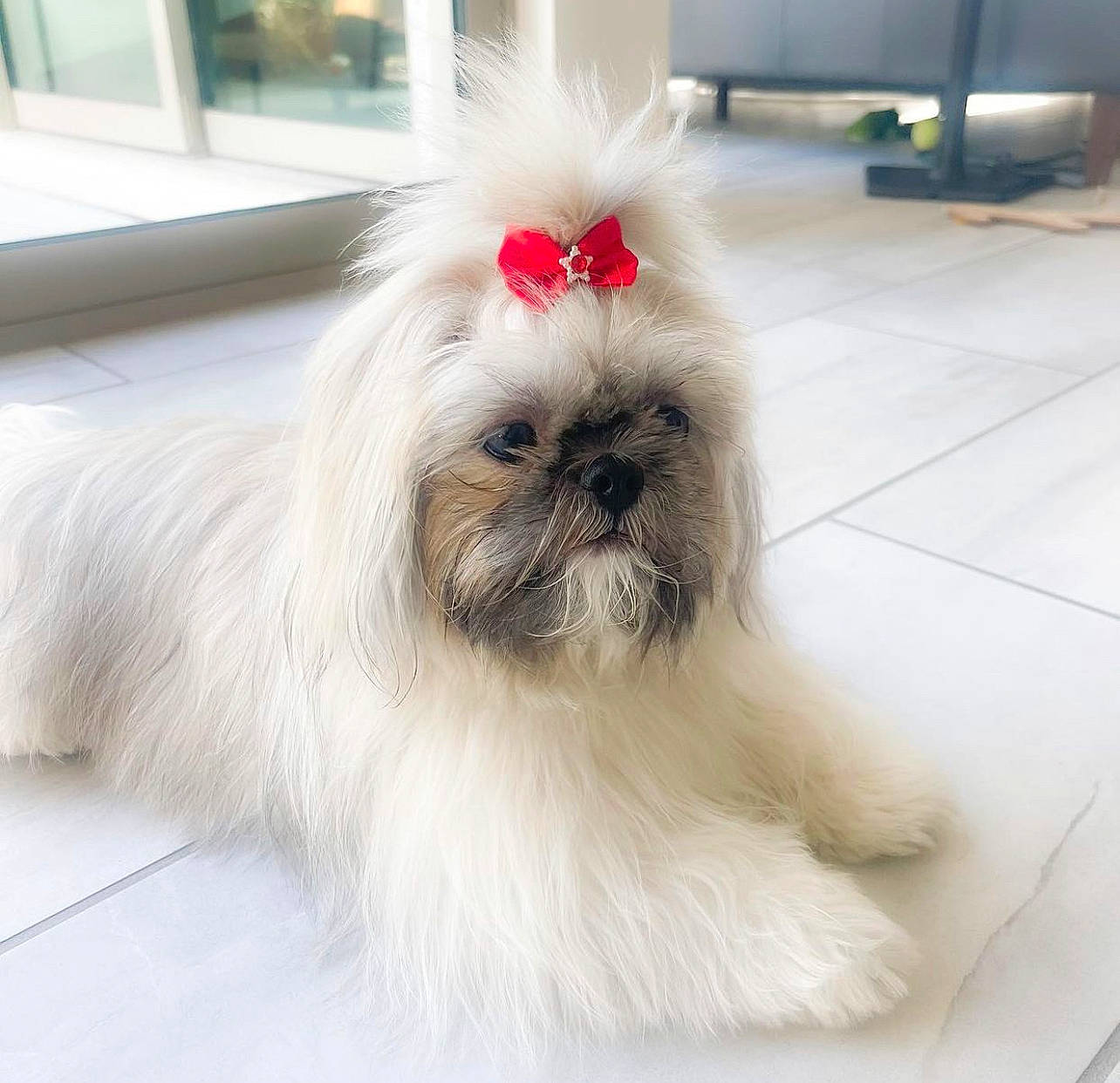 Zoey joined the competition — help win amazing prizes! canidae, carnivore, companion_dog, dog, dog_breed, fawn, flooring, fur, liver, maltepoo, non_sporting_group, shih_tzu, snout, sporting_group, tail, terrestrial_animal, toy_dog