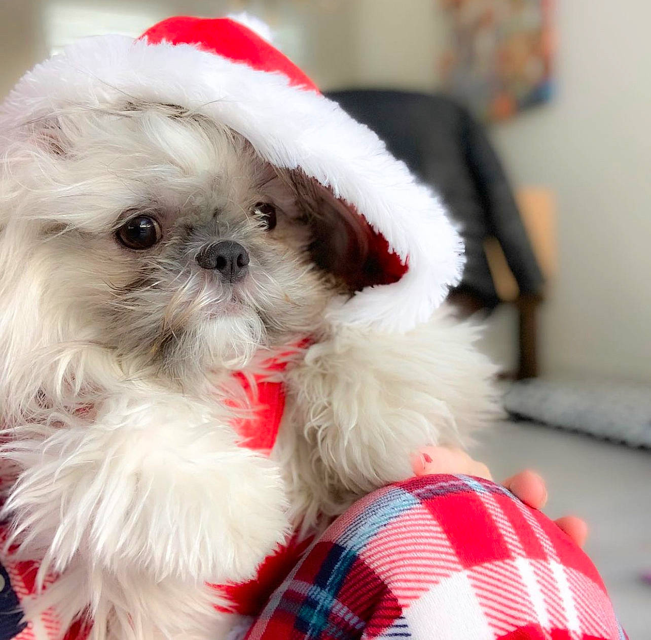 Zoey is registered to the contest to win money with this photo: canidae, carnivore, companion_dog, dog, dog_breed, dog_clothes, dog_supply, fashion_accessory, fawn, fur, plaid, puppy_love, shih_tzu, snout, sporting_group, tartan, toy_dog, whiskers, white, working_animal