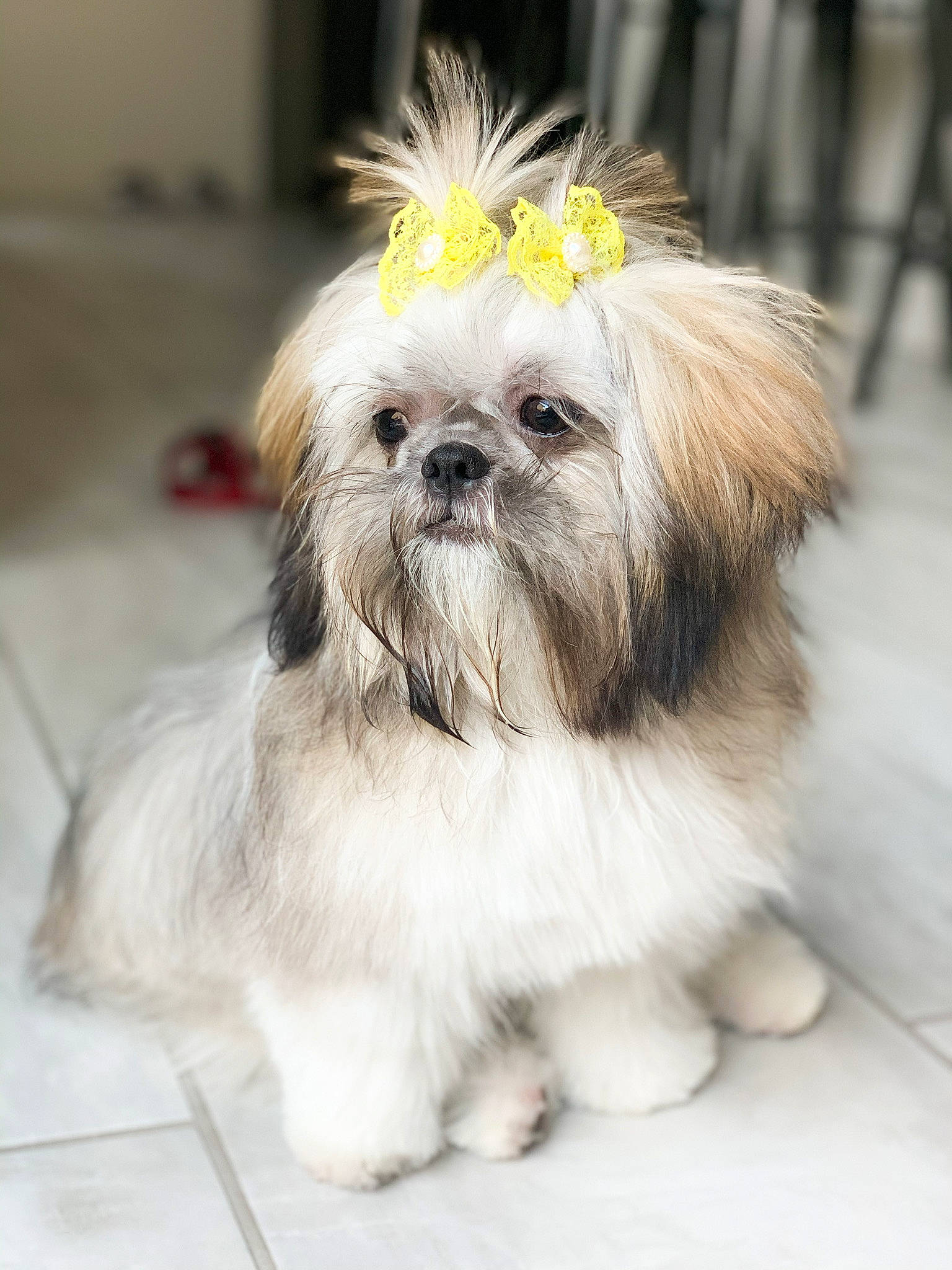 Zoey joined the competition — help win amazing prizes! biting, carnivore, companion_dog, dog, dog_breed, dog_supply, fawn, fur, liver, mal_shi, maltepoo, non_sporting_group, shih_poo, shih_tzu, small_terrier, snout, terrestrial_animal, toy_dog, white, working_animal
