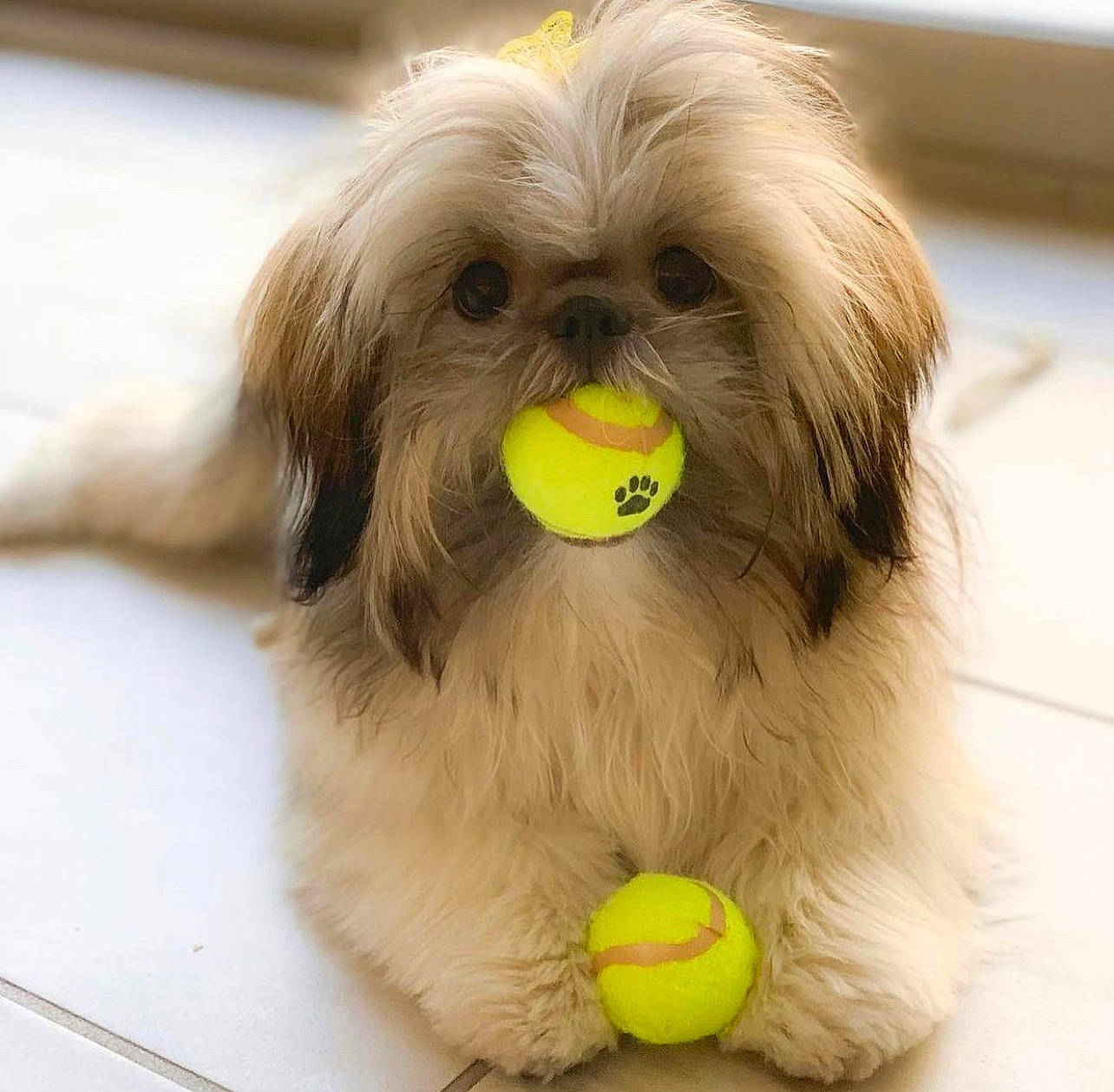 Zoey is registered to the contest to win money with this photo: ball, canidae, carnivore, companion_dog, dog, dog_breed, dog_supply, fawn, fur, liver, shih_tzu, small_terrier, snout, sporting_group, tennis_ball, tennis_equipment, terrier, toy_dog, working_animal, yellow