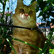 Paolo a rejoint le concours — aidez-le/la à gagner de superbes lots ! animal, cat, closeup, curious, daylight, face, feline, fur, garden, greenery, harness, leaves, nature, orange_tabby, outdoor, pet, plants, sitting, sunlight, whiskers