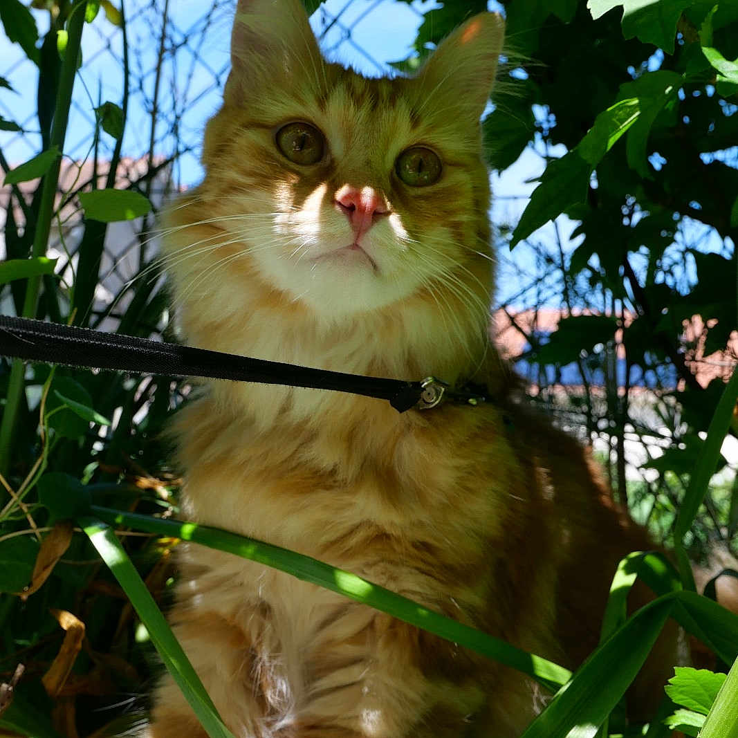 Paolo