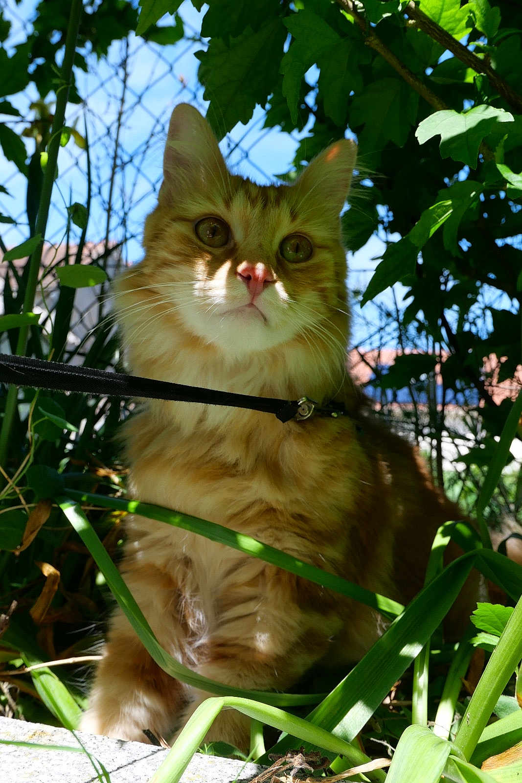 Paolo