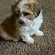 Juju joined the competition — help win amazing prizes! puppy, dog, carpet, indoor, fluffy, fur, small, cute, pet, animal, brown, white, sitting, young, adorable, cozy, portrait, companion, domestic, quiet