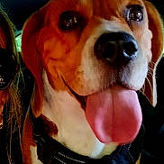 Scooby a rejoint le concours — aidez-le/la à gagner de superbes lots ! animal, beagle, brown_and_white, canine, car_interior, close_up, companion, dog, domestic_animal, happy, harness, leash, mammal, pet, portrait, seat, side_view, tongue_out, vehicle, window