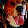 animal, beagle, brown_and_white, canine, car_interior, close_up, companion, dog, domestic_animal, happy, harness, leash, mammal, pet, portrait, seat, side_view, tongue_out, vehicle, window