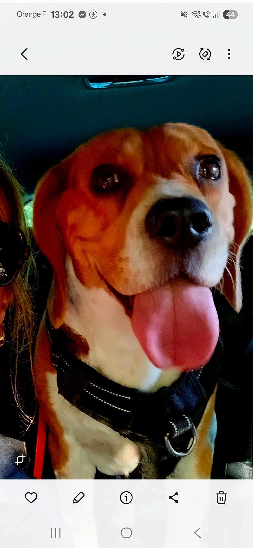 Scooby a rejoint le concours — aidez-le/la à gagner de superbes lots ! animal, beagle, brown_and_white, canine, car_interior, close_up, companion, dog, domestic_animal, happy, harness, leash, mammal, pet, portrait, seat, side_view, tongue_out, vehicle, window